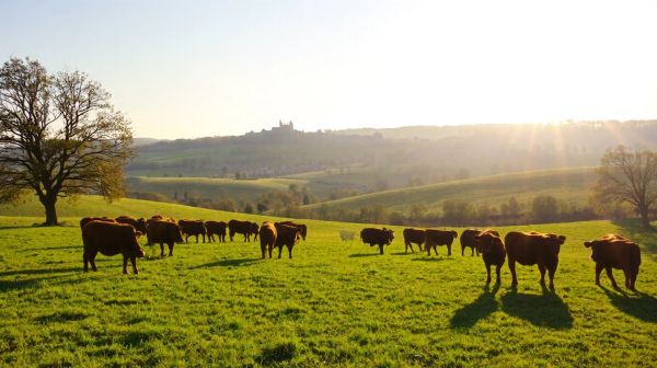 Les avantages de l'élevage de taureaux charolais à Magny-Cours
